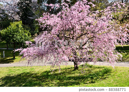 Odai Park in full bloom of spring cherry blossoms 88388771