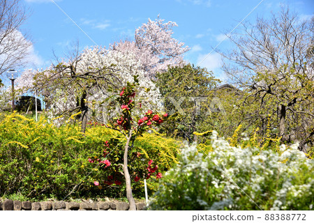 春天櫻花盛開的五台公園 88388772