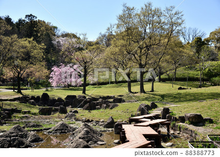 春天櫻花盛開的五台公園 88388773