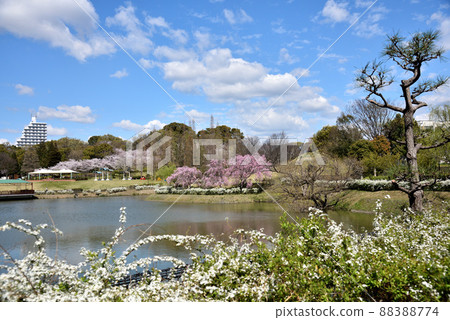 春天櫻花盛開的五台公園 88388774