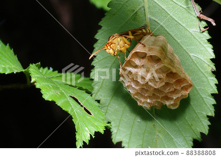 Nesting of paper wasps 88388808