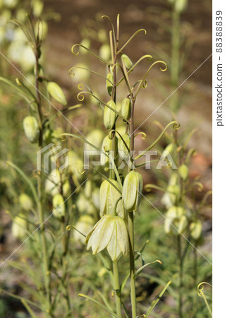 Plant: Fritillaria verticillae, Liliaceae 88388839