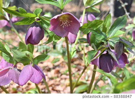 Plant: Christmas rose, buttercup family Plant: Christmas rose, buttercup family 88388847