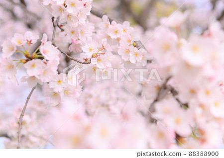 Sakura in full bloom, entrance graduation image Sakura in full bloom, entrance graduation image 88388900