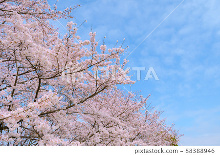 Spring sky and cherry blossoms in full bloom ・ Image of graduation 88388946