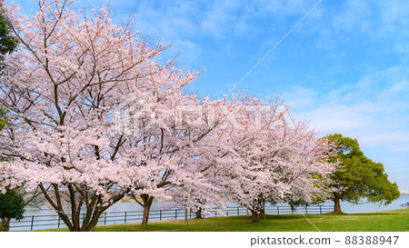 春天的天空和盛開的櫻花・畢業的形象 88388947