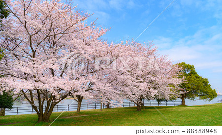 Spring sky and cherry blossoms in full bloom ・ Image of graduation 88388948