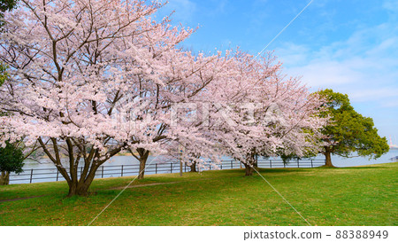 Spring sky and cherry blossoms in full bloom ・ Image of graduation 88388949