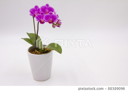 微蝴蝶蘭 微蝴蝶蘭 88389096