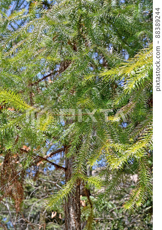 樹：日本柏樹 88389244