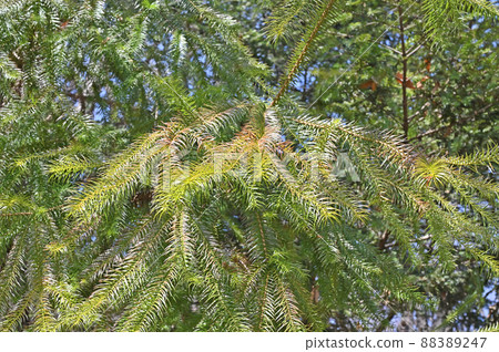 Tree: Japanese cypress Tree: Japanese cypress 88389247