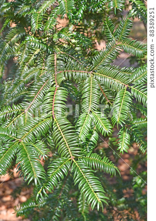 Tree: Kaya family Tree: Kaya family 88389251