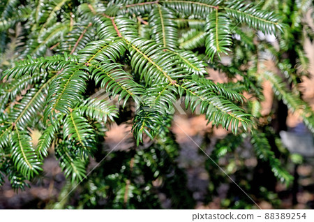 Tree: Kaya family Tree: Kaya family 88389254