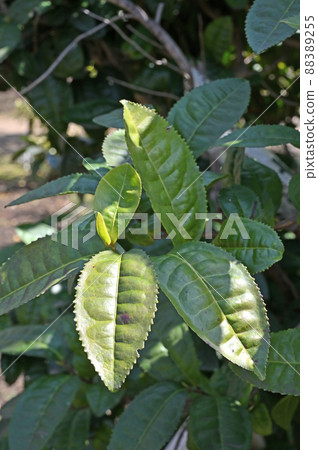 Tree: Tocha camellia Tree: Tocha camellia 88389255