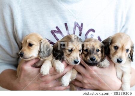 Puppy Kaninhen Dachshund Puppy Kaninhen Dachshund 88389309