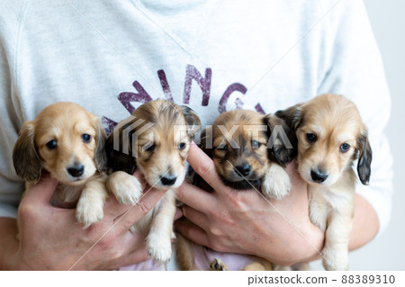 Puppy Kaninhen Dachshund Puppy Kaninhen Dachshund 88389310