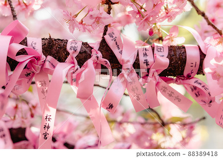 Sakura Jingu Shrine Kawazu Sakura Matchmaking Tree Flower Belt 88389418