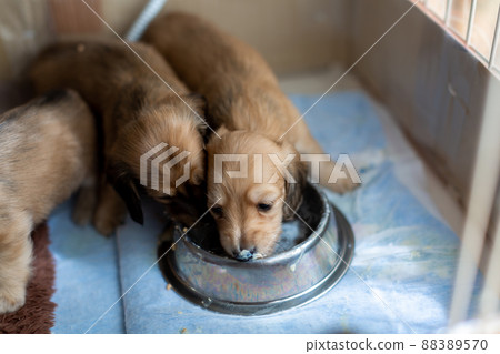 小狗吃嬰兒食品 Kaninhen 臘腸犬 小狗吃嬰兒食品 Kaninhen 臘腸犬 88389570