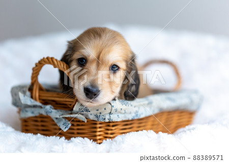 Puppy Kaninhen Dachshund 88389571