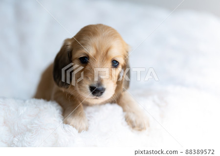 Puppy Kaninhen Dachshund Puppy Kaninhen Dachshund 88389572