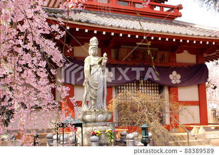 Araiyama Umeshoin（Arai Yakushi）的Yakushi Reido，裝飾著盛開的垂枝櫻花 88389589