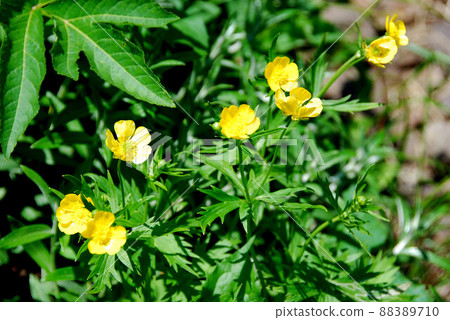 活火山秋田駒岳高山植物草甸毛茛 活火山秋田駒岳高山植物草甸毛茛 88389710