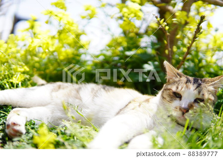 Stray cat lying down Stray cat lying down 88389777