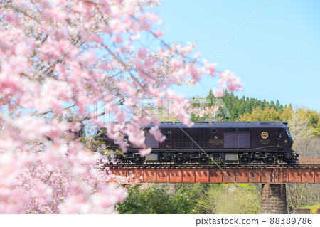 Cherry blossoms in full bloom and cruise train "Nana Stars in Kyushu" (JR Kyushu) Cherry blossoms in full bloom and cruise train "Nana Stars in Kyushu" (JR Kyushu) 88389786
