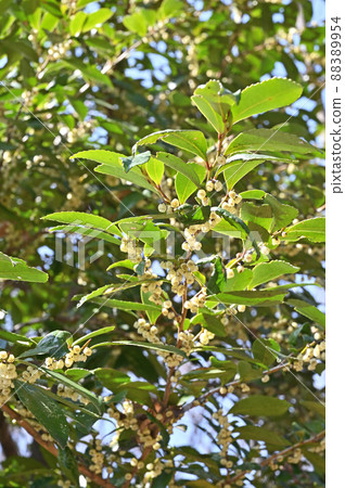 樹:Hisaka山茶花 樹:Hisaka山茶花 88389954