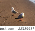 澳大利亞黃金海岸鳥 88389987