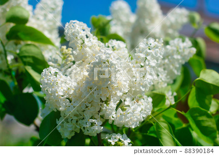 白丁香 白丁香 88390184