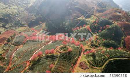 Cherry blossom and tea hill in Sapa, Vietnam. Sa Pa was a frontier township and capital of former Sa Pa District in Lao Cai Province in north-west Vietnam Cherry blossom and tea hill in Sapa, Vietnam. Sa Pa was a frontier township and capital of former Sa Pa District in Lao Cai Province in north-west Vietnam 88390258