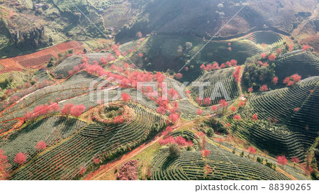 Cherry blossom and tea hill in Sapa, Vietnam. Sa Pa was a frontier township and capital of former Sa Pa District in Lao Cai Province in north-west Vietnam Cherry blossom and tea hill in Sapa, Vietnam. Sa Pa was a frontier township and capital of former Sa Pa District in Lao Cai Province in north-west Vietnam 88390265