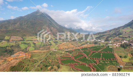 Cherry blossom and tea hill in Sapa, Vietnam. Sa Pa was a frontier township and capital of former Sa Pa District in Lao Cai Province in north-west Vietnam Cherry blossom and tea hill in Sapa, Vietnam. Sa Pa was a frontier township and capital of former Sa Pa District in Lao Cai Province in north-west Vietnam 88390274