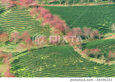 Cherry blossom and tea hill in Sapa, Vietnam. Sa Pa was a frontier township and capital of former Sa Pa District in Lao Cai Province in north-west Vietnam Cherry blossom and tea hill in Sapa, Vietnam. Sa Pa was a frontier township and capital of former Sa Pa District in Lao Cai Province in north-west Vietnam 88390281
