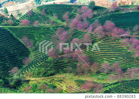 Cherry blossom and tea hill in Sapa, Vietnam. Sa Pa was a frontier township and capital of former Sa Pa District in Lao Cai Province in north-west Vietnam Cherry blossom and tea hill in Sapa, Vietnam. Sa Pa was a frontier township and capital of former Sa Pa District in Lao Cai Province in north-west Vietnam 88390283