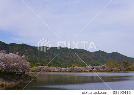 池塘和櫻花 池塘和櫻花 88390416