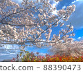 Blue sky where cherry blossoms shine 88390473
