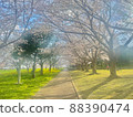 Calm cherry blossom tunnel 88390474