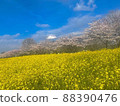 Rape blossoms and cherry blossoms 88390476