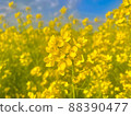 Rape blossoms 88390477