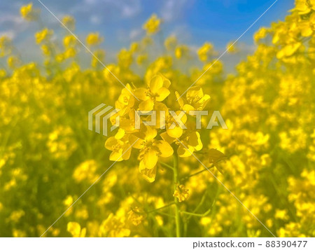 Rape blossoms Rape blossoms 88390477