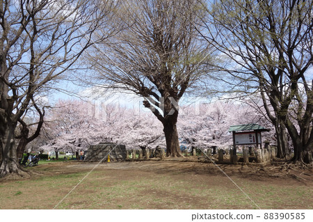 Musashi Kokubunji Seven-storied Pagoda Ruins 88390585