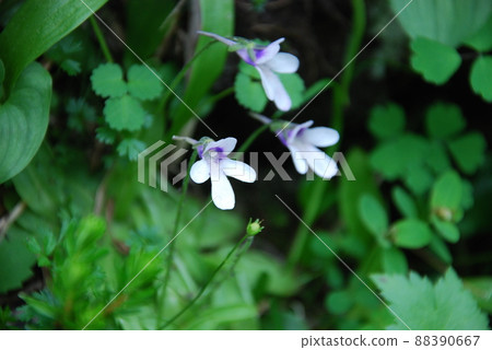 Active volcano Akita Komagatake Moomin valley alpine plant butterwort 88390667