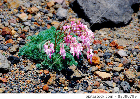 Active volcano Akita Komagatake Alpine plant Dicentra Active volcano Akita Komagatake Alpine plant Dicentra 88390799