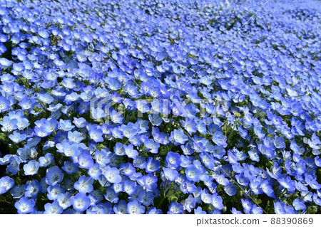 Nemophila blooming Miharashi no Oka in Hitachi Seaside Park 88390869