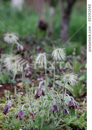 Okinagusa Okinagusa 88391048