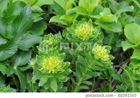 活火山秋田駒岳高山植物紅景天 88391503