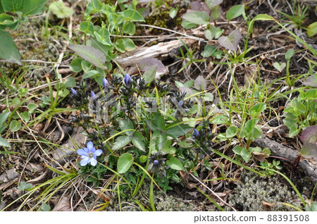 Active volcano Akita Komagatake Alpine plant Gentiana nipponica 88391508