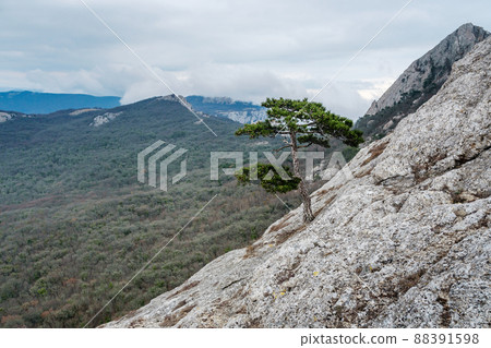 Pine tree on Delikli-Burun rock. Crimea 88391598